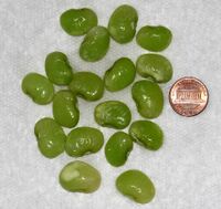 Lima beans.jpg