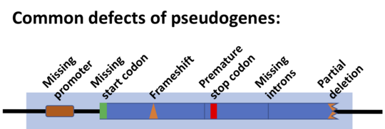 Drawing of a gene showing kinds of defects (missing promoter, start codon or introns, premature stop codon, frameshift mutation, partial deletion).