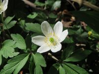 20150421Anemone nemorosa2.jpg