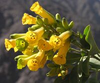 Nicotiana glauca (8694803666).jpg