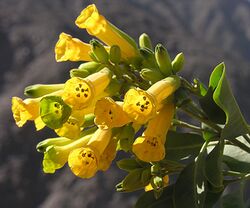 Nicotiana glauca (8694803666).jpg