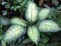 Dieffenbachia bauseii a1.jpg