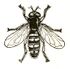 Syrphidae icon.jpg