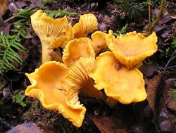 Chanterelle Cantharellus cibarius.jpg