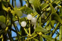 Mistletoe with berries.jpg