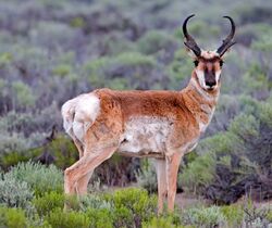 A pronghorn