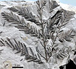 A slab of gray rock with a darker gray evergreen branch fossil