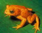 The species Bufo periglenes (Golden Toad) was last reported in 1989