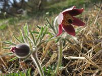 Pulsatilla cernua 1.JPG