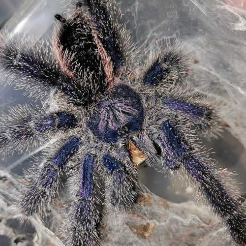 Avicularia sp Amazonas Purple