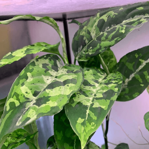 Aglaonema Pictum Tricolor