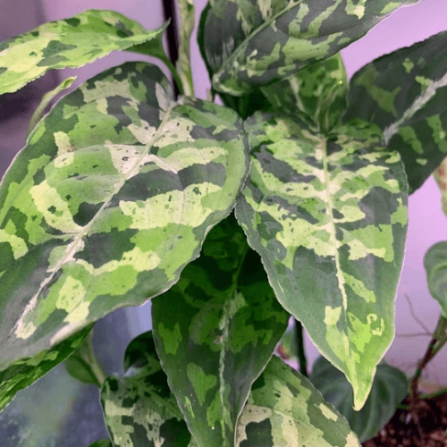 Aglaonema Pictum Tricolor