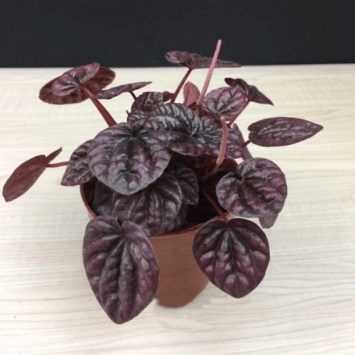 Peperomia caperata