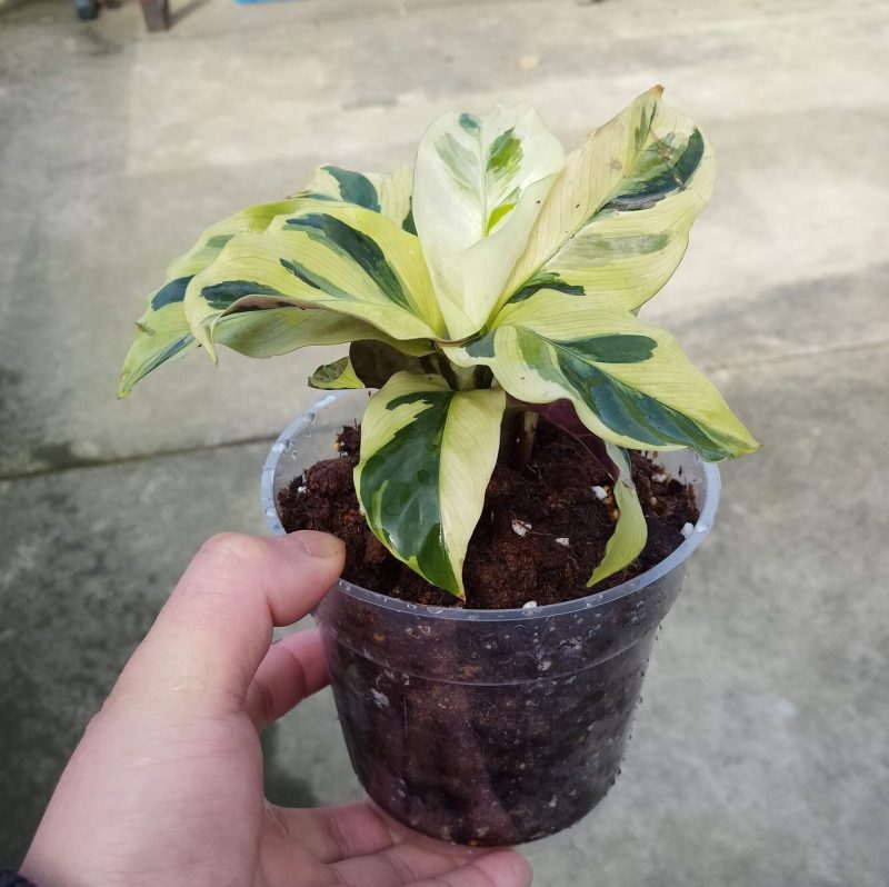 Calathea Louisae 'Thai Beauty'