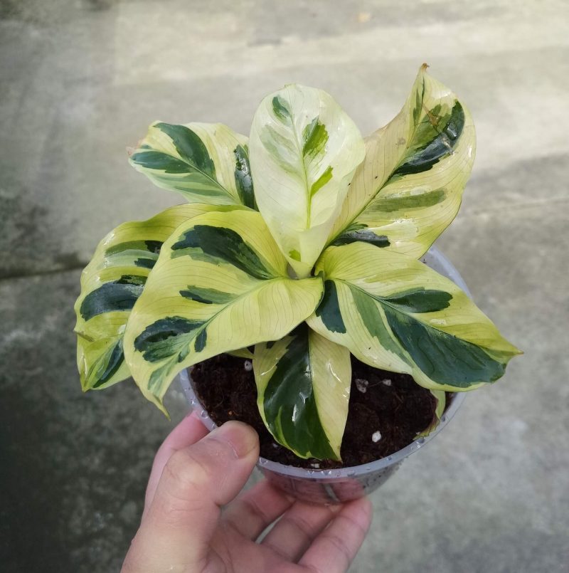 Calathea Louisae 'Thai Beauty'