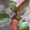 Philodendron Pink Princess