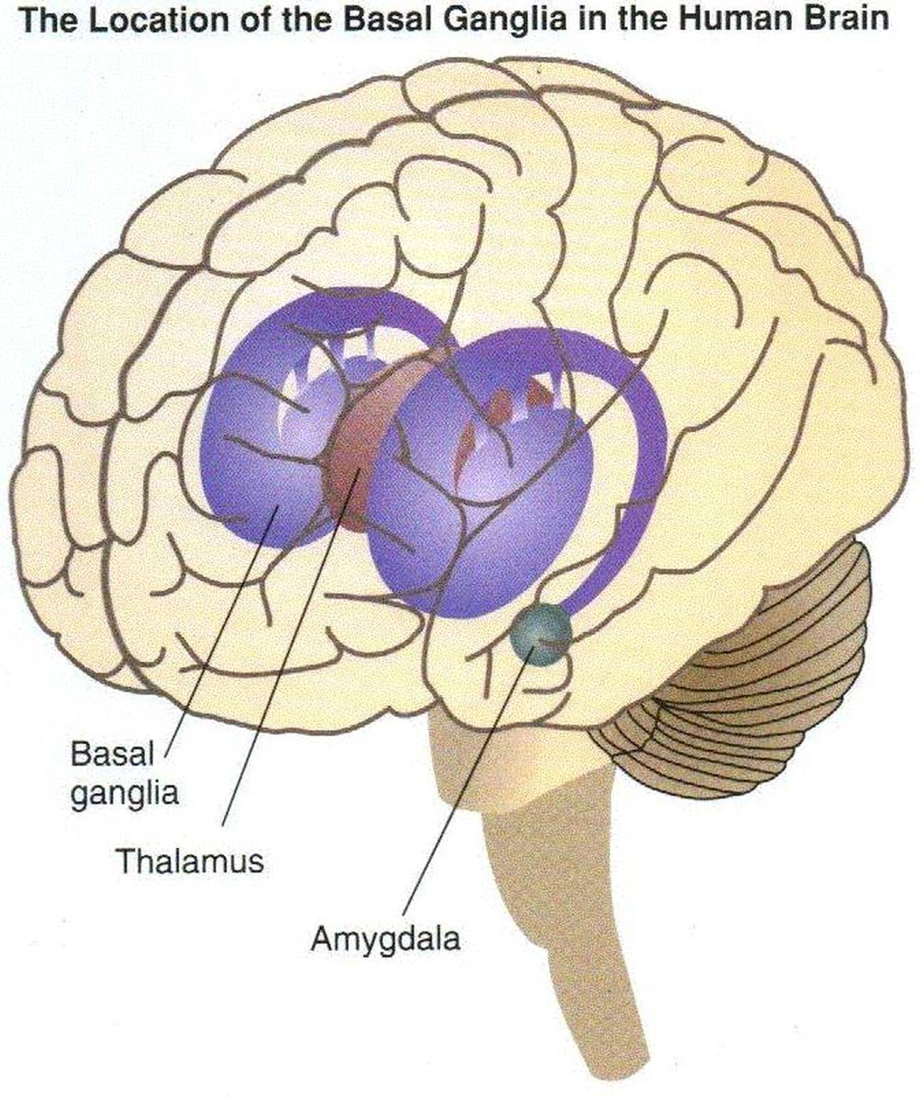 Pictures Of Basal Ganglia