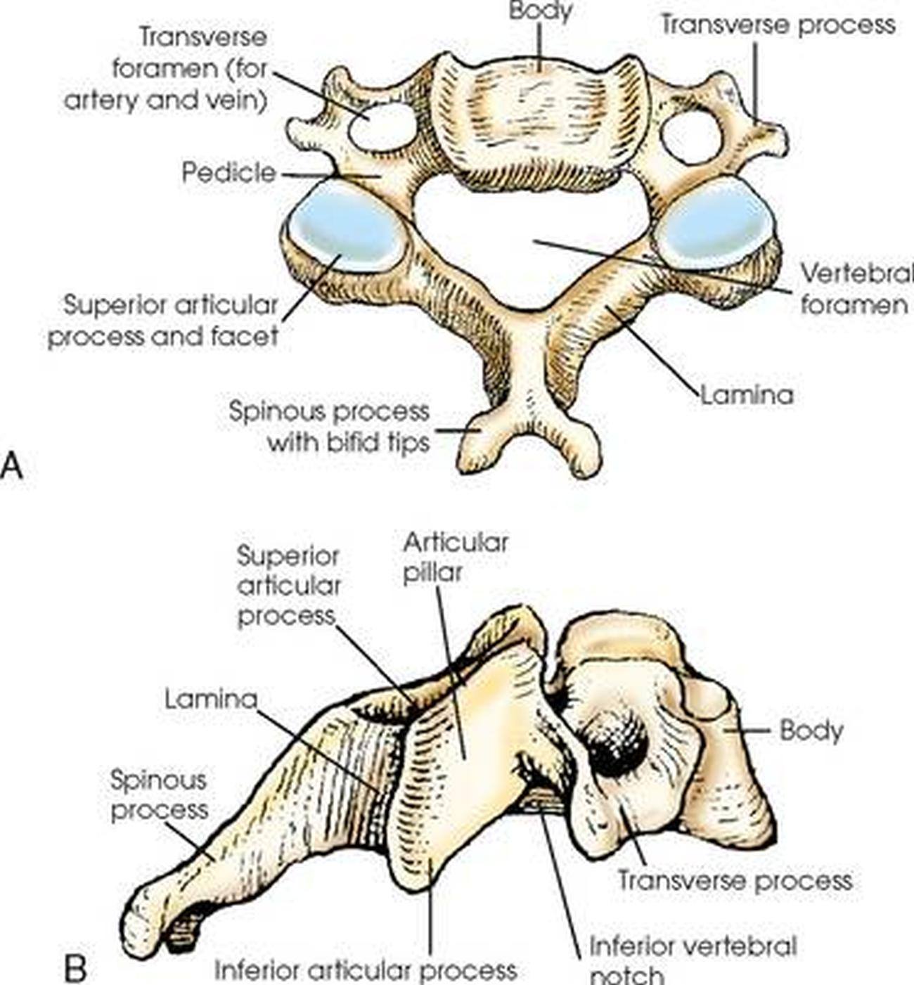 cervical 1 vertebrae – vertebrae in neck – Mcascidos