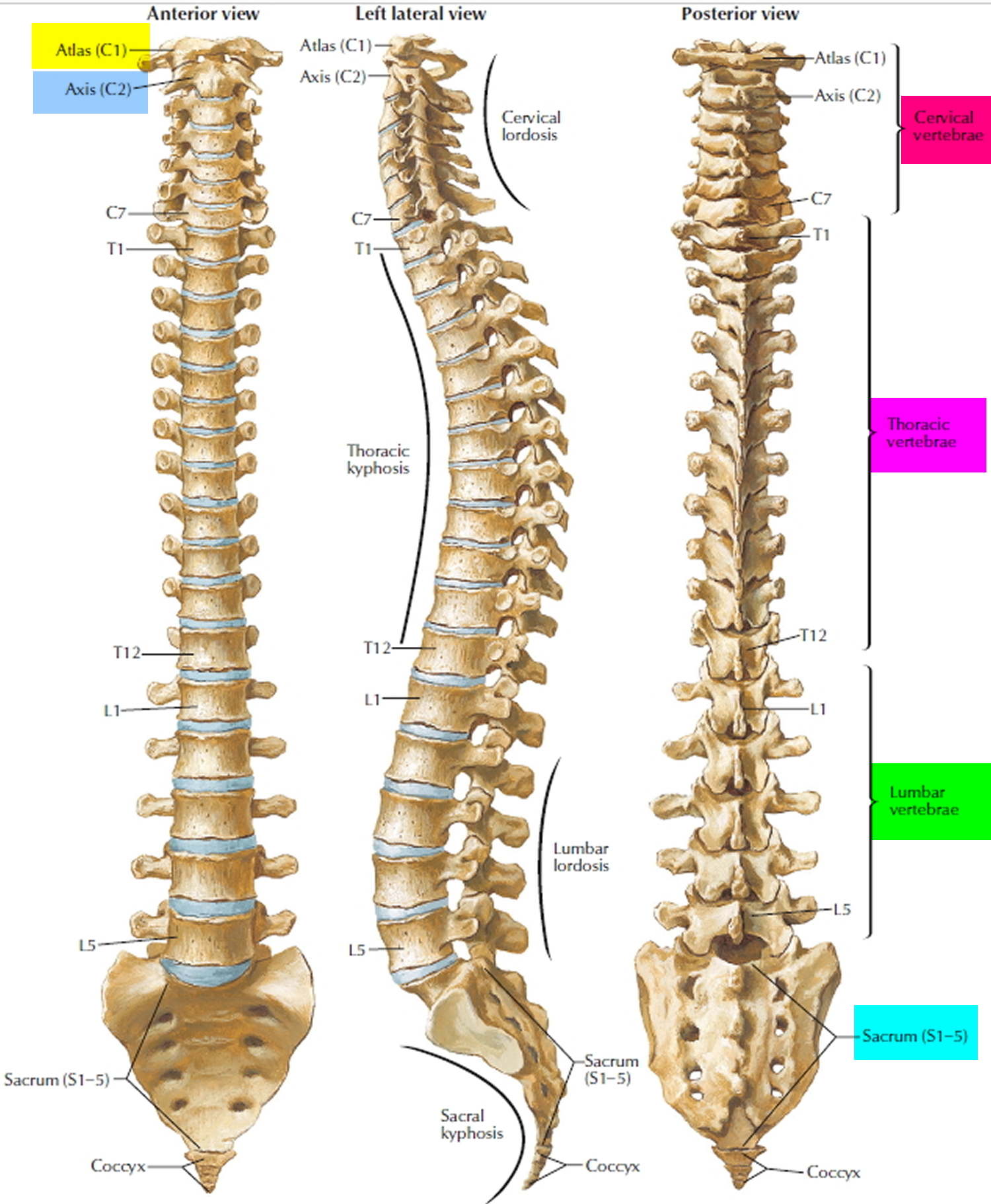 Human Vertebral Column Spinal Structure Chart Realistic Medical ...