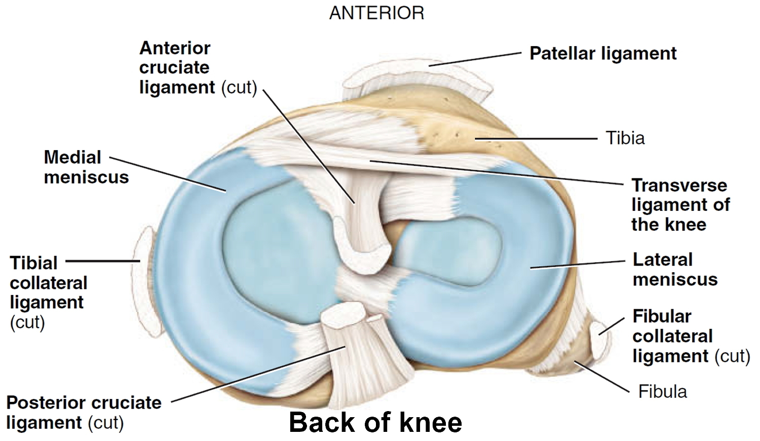 Meniscus Ligament Knee Anatomy