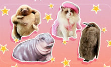 A composite of cute animals on the internet: a baby sloth, a baby hippo, a ragdoll cat, and a baby penguin