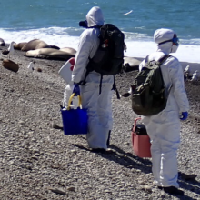 Scientists surveying a wild bird colony for highly pathogenic avian influenza (HPAI) in October 2024.