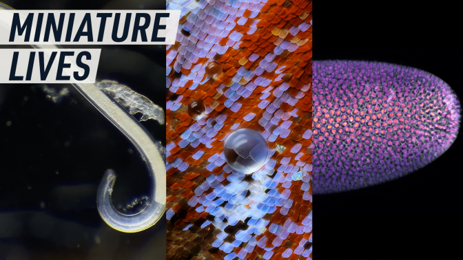 A collage shows three of the top five competing videos in Nikon Small World in Motion challenge 2024. Caption reads: "miniature lives"