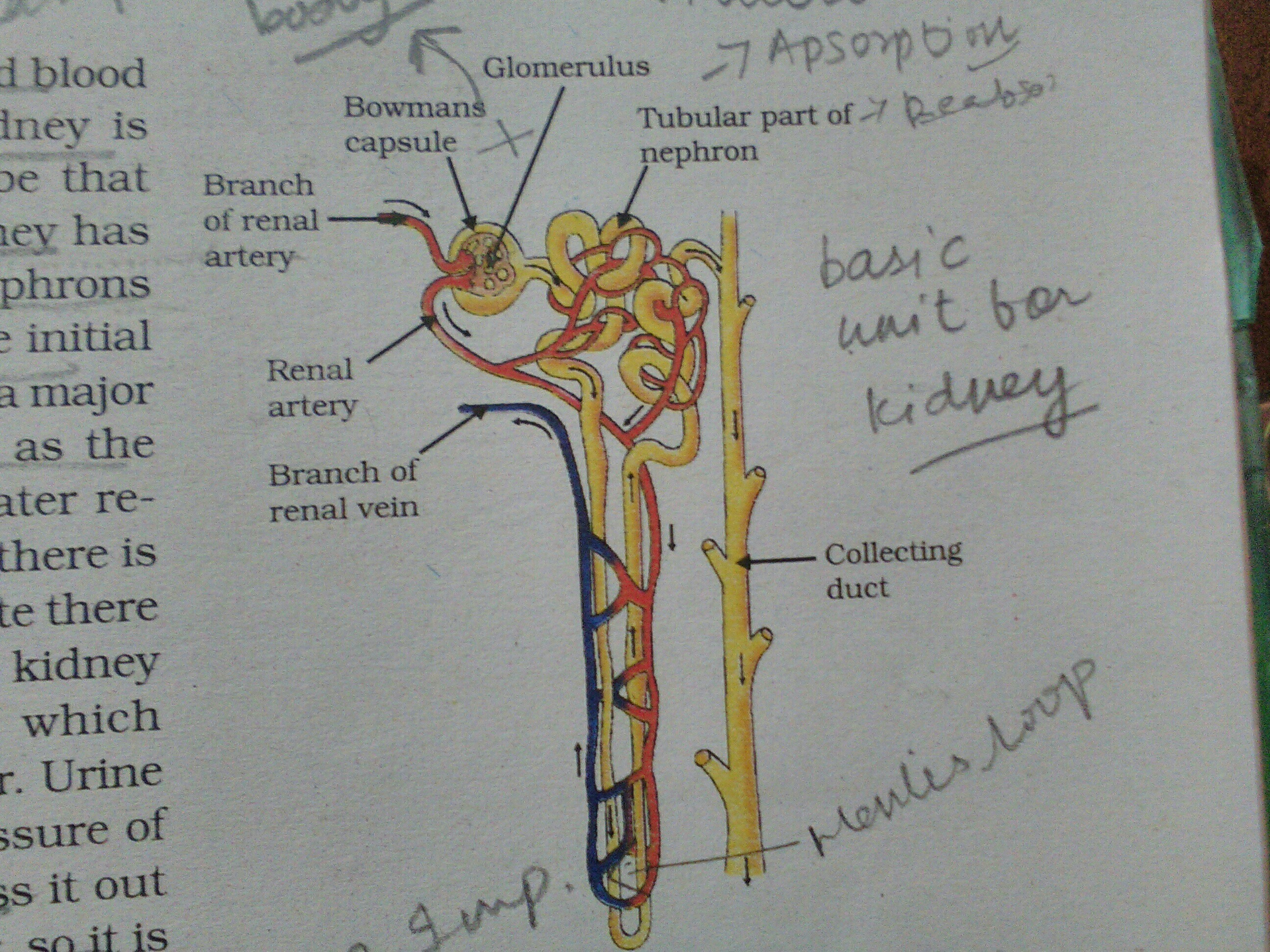 Parts Of Nephron Labeled