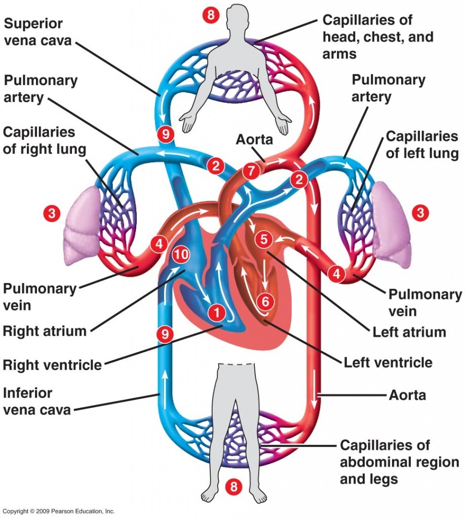 what is double circulation in human being explain with simple graphic ...