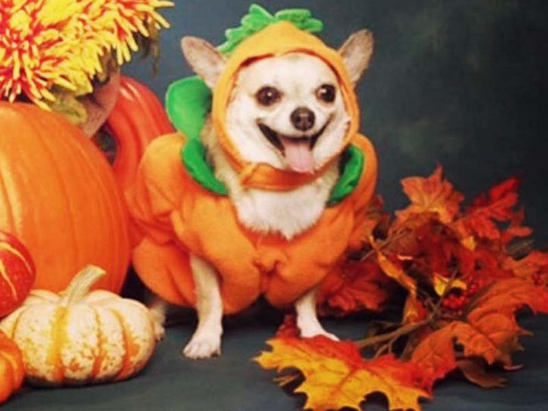 9 Hilarious (And Relatable) Pictures For Those Who Love Fall - homeyou