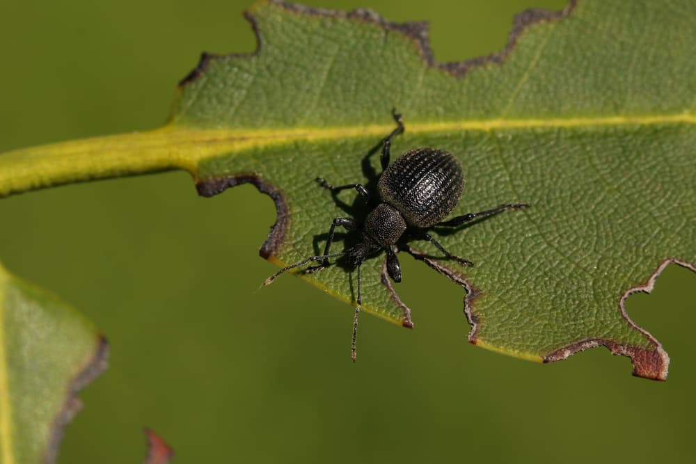 a vine weevil beetle up close