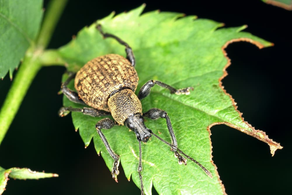 magnified view of vine weevil and plant damage on a black backgrouns