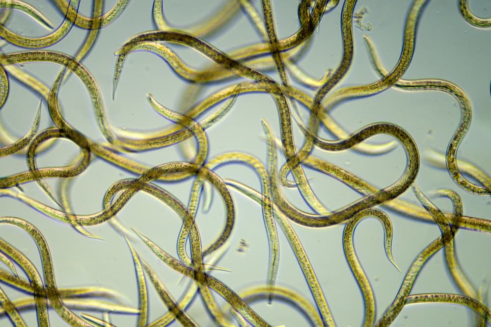 magnified view of nematodes