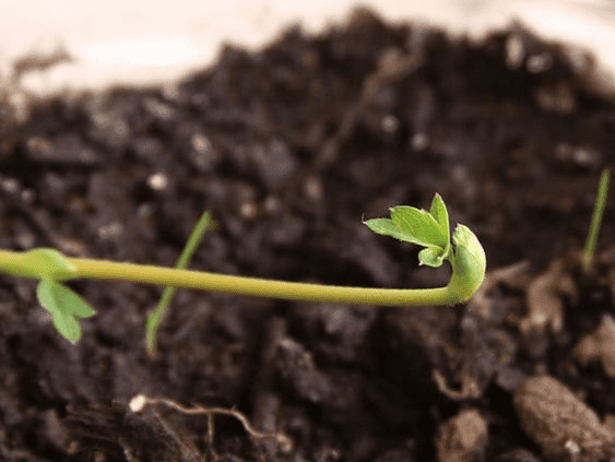 Vegetative propagation: All you need to know 5