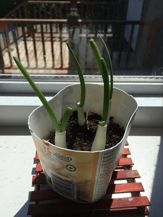 Vegetative propagation: All you need to know 6