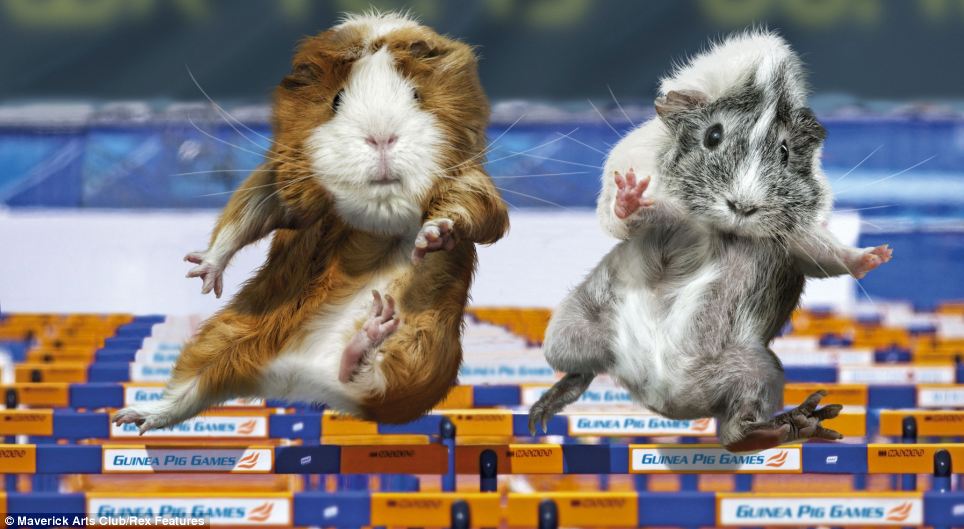 I guess it makes a change from a running wheel: For February these rodents took part in the hurdles