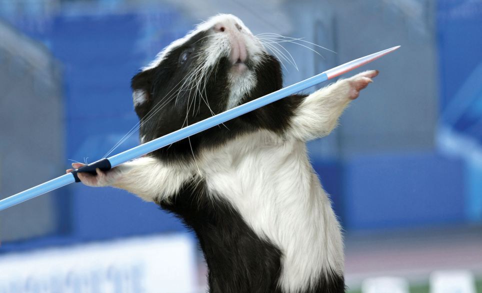 Maybe he's called Spike? This guinea pig has a go at javelin for the month of October