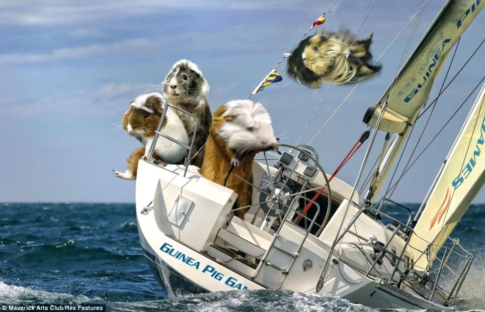 Hopefully Team GB's Olympic sailing team will fare better than these guinea pigs who feature for July