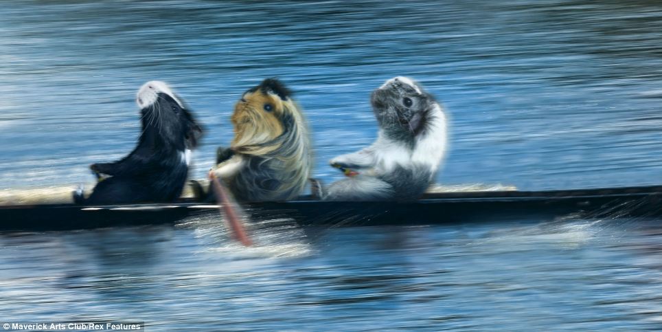 Matthew Pigsent? The calendar has been produced by Maverick Arts Club and includes this image of rowing guinea pigs in January