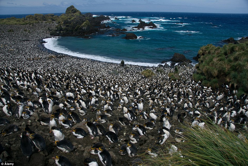 Welcome to Macquarie Island, which is home to an incredible four million penguins of all shapes and sizes 