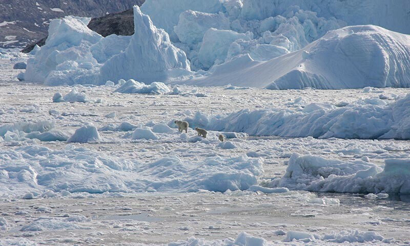 A polar bear family group, consisting of an adult female and two cubs, crosses glacier ice in Southeast Greenland in 2016 — Reuters File Photo