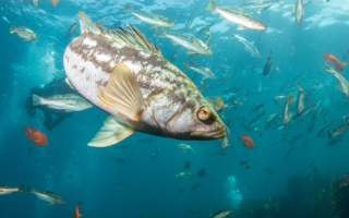 南加州魚類檢測到半世紀前排入海的敵敵涕