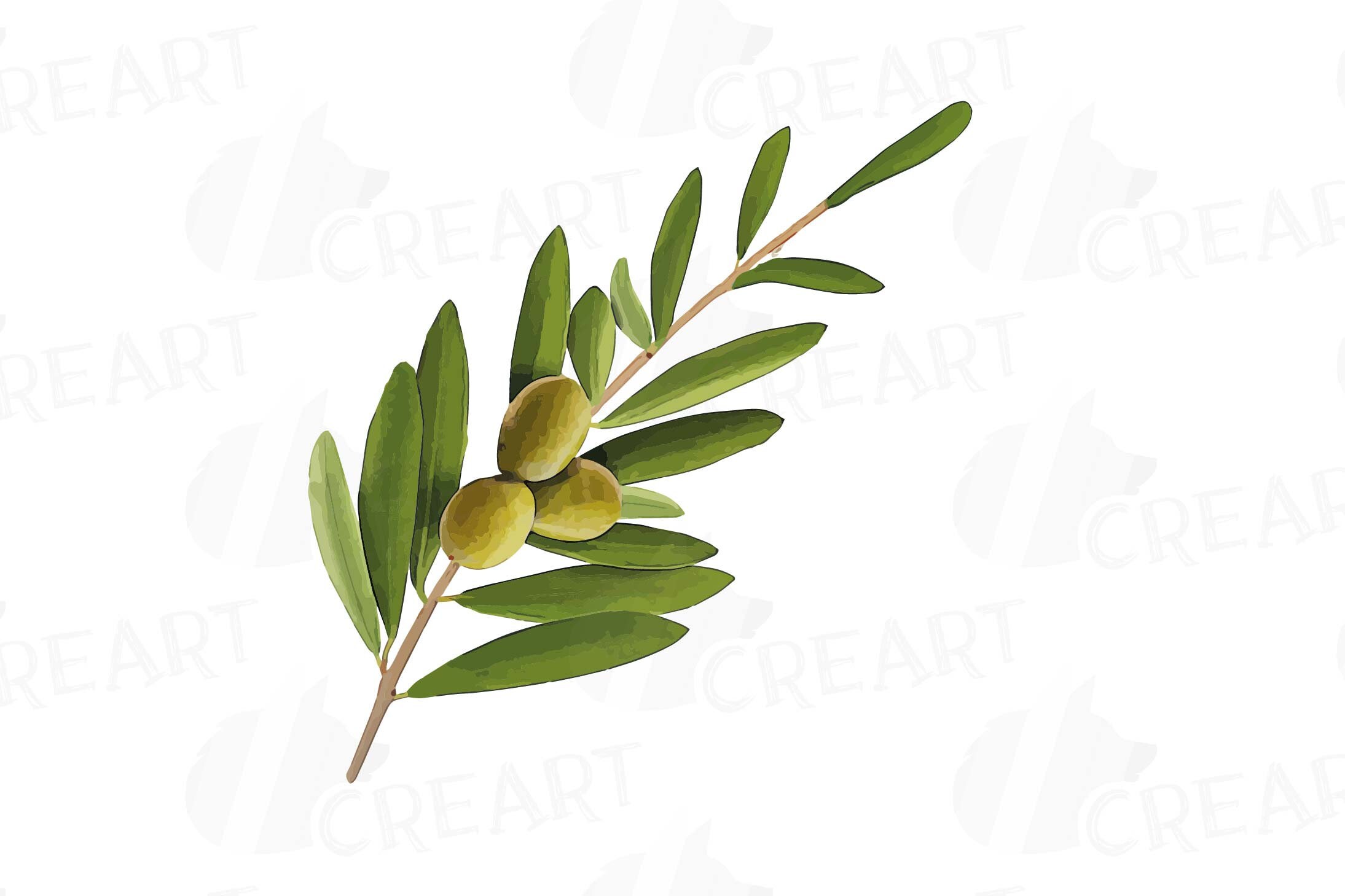 Olive Leaf Drawing ~ Olive Branches Art Print Olive Branch Leaves ...