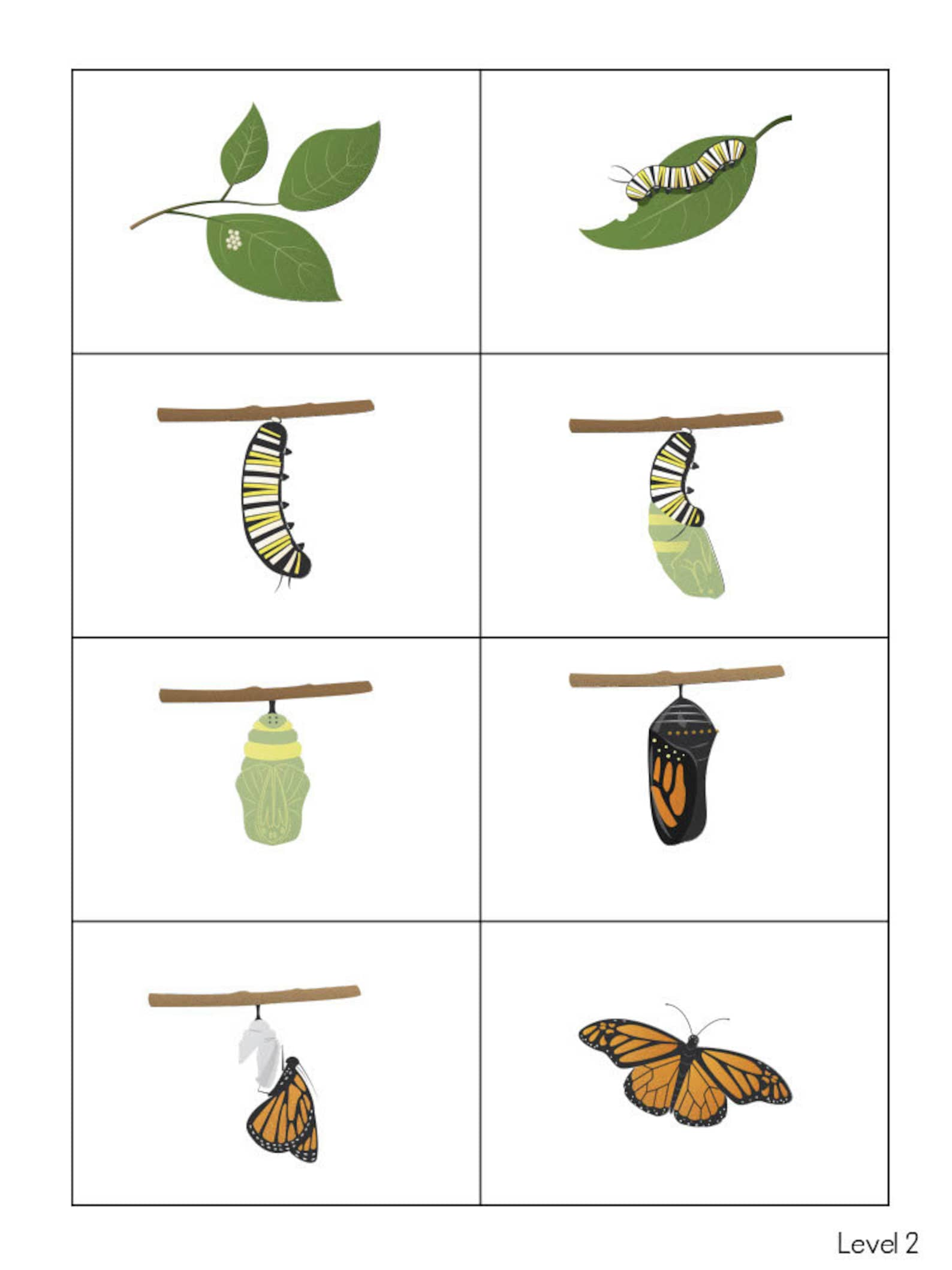 Butterfly Life Cycle Printable PDF Leveled Life Cycle | Etsy