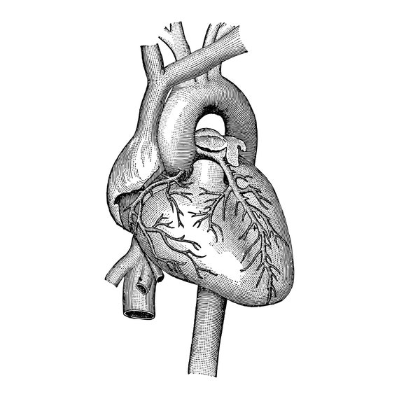 Black And White Heart Organ