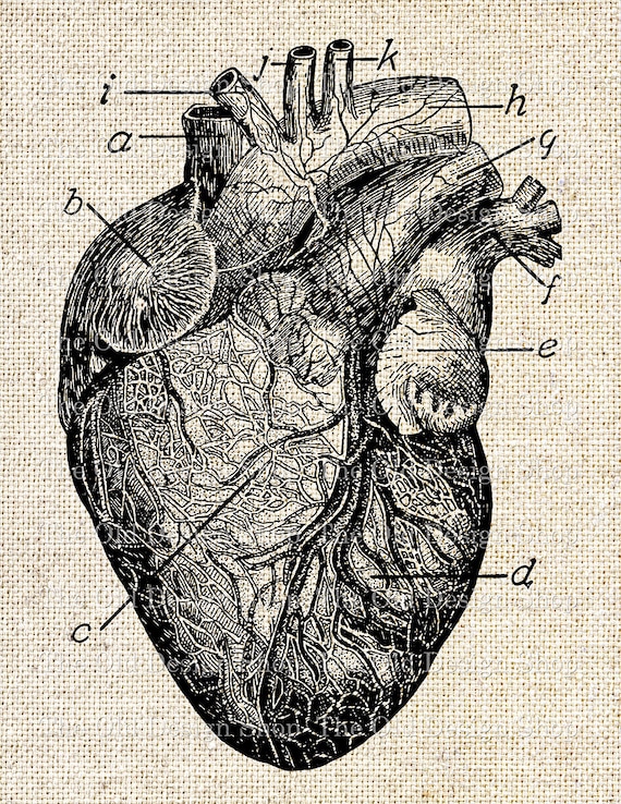 Anatomical Heart Medical Illustration