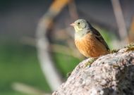 Peut-on enrayer le déclin des populations d’oiseaux ?