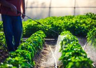 Agriculture bio : des pesticides naturels mis en cause