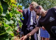 Viticulture : une épidémie de mildiou sans précédent frappe le vignoble bordelais