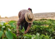 L’agriculture bio est-elle la grande perdante des annonces de Gabriel Attal ?